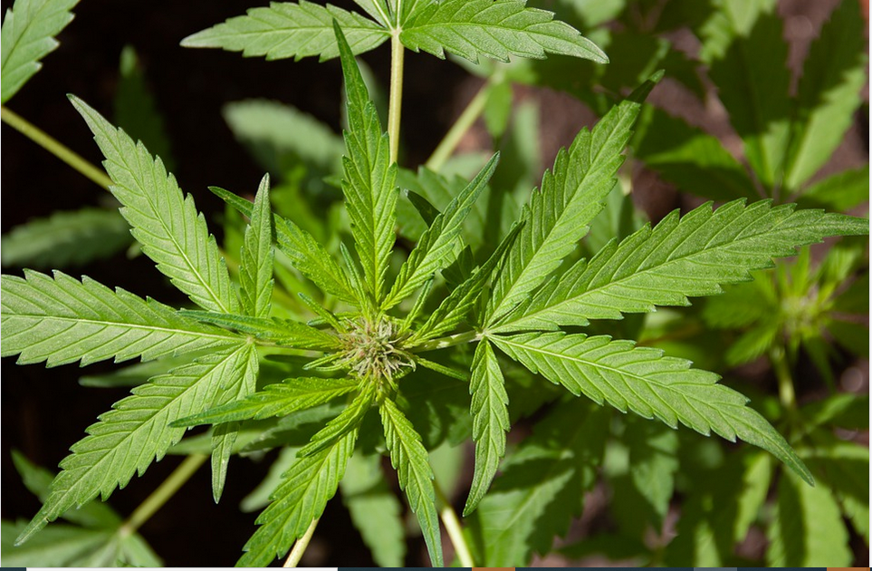 cbd leaves
